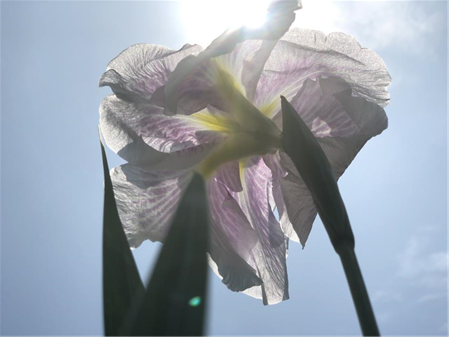 6月1日菖蒲園3（縮小450×337）