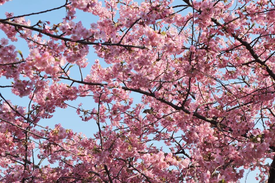 H31河津桜