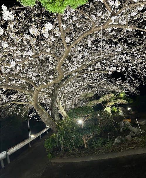 夜桜が撮れました📷