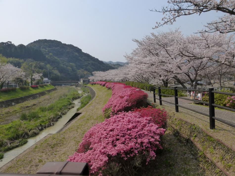 一町田 さくらまつり 中止のお知らせ お知らせ 一町田地区振興会