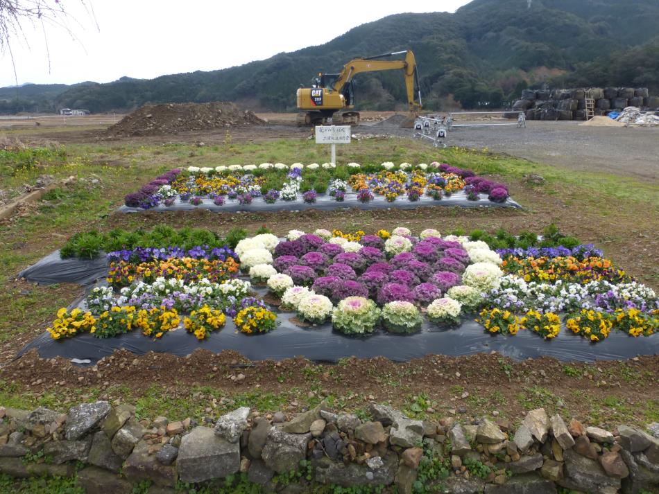 二浦の花