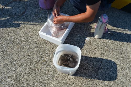 魚釣り