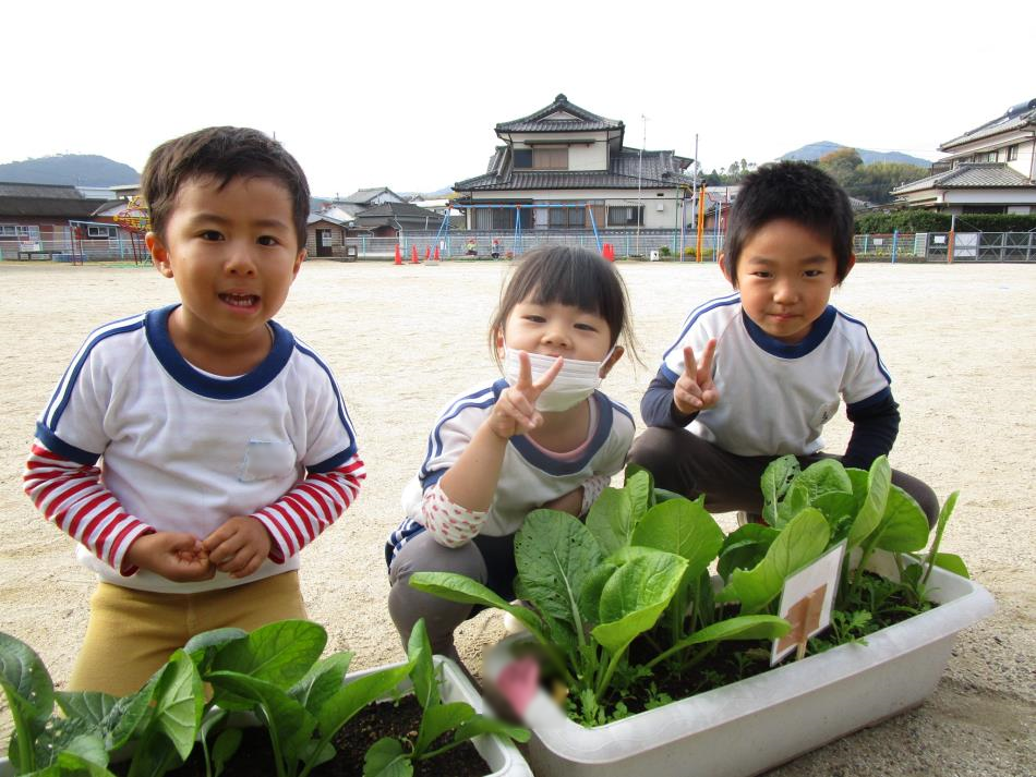 立派に育った小松菜です（ゆり）