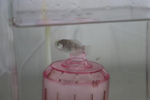 9181