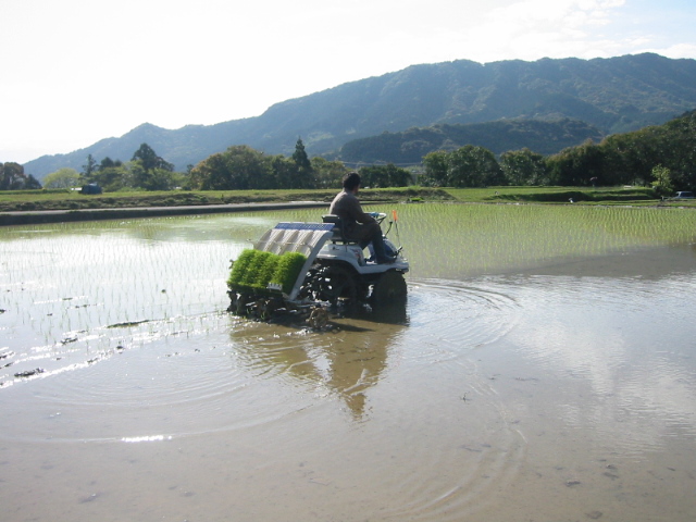 田植え