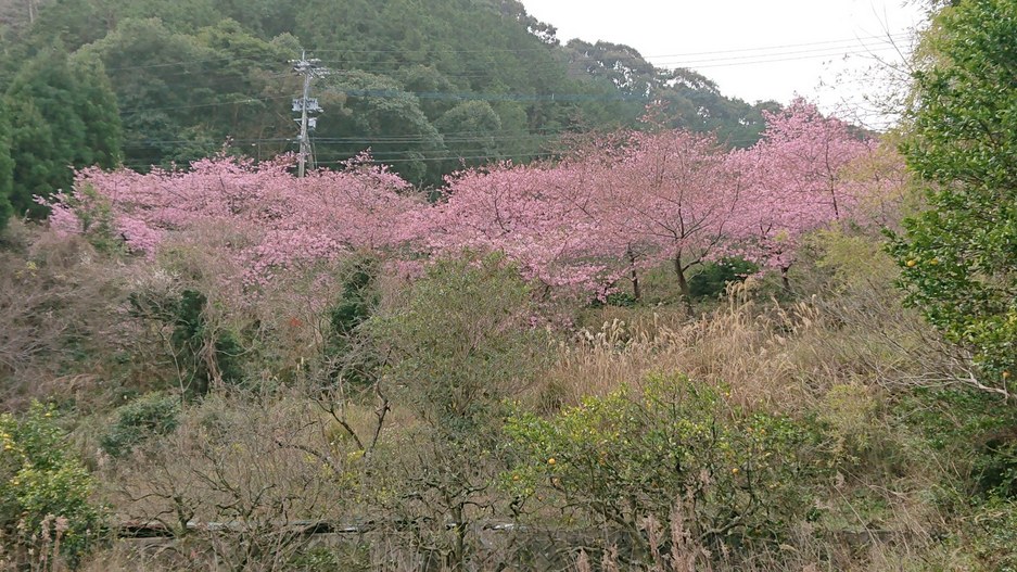 河津桜