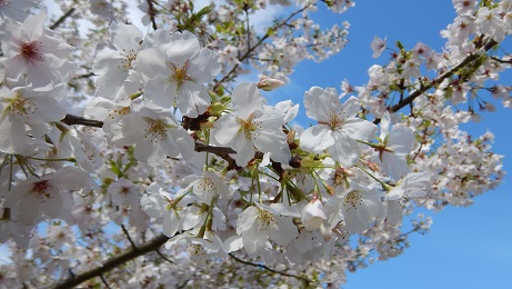 コミセングラウンドの桜②