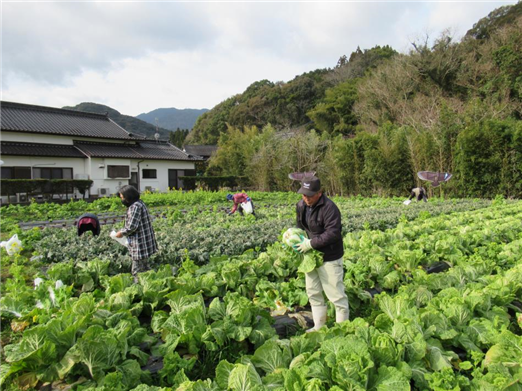 野菜4