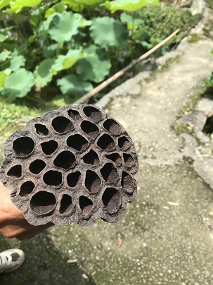 蓮の咲いた後