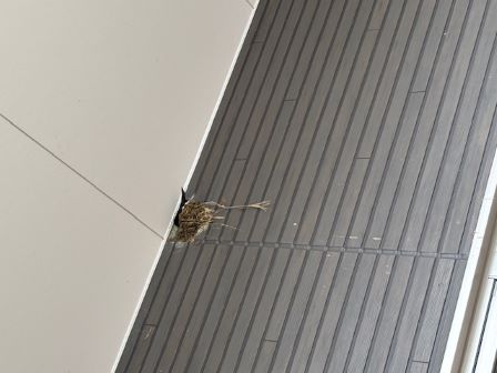 新たなツバメの巣