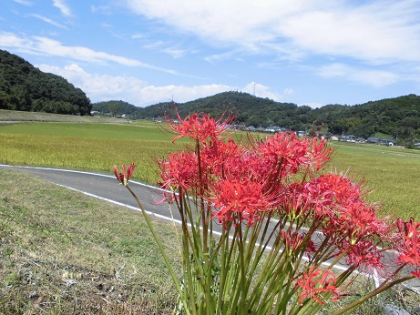 青空彼岸花 