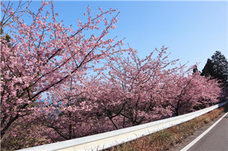 河津桜⑥