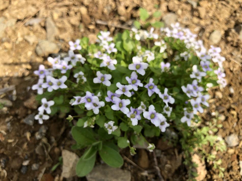 鳴子花壇