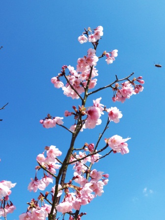 桜