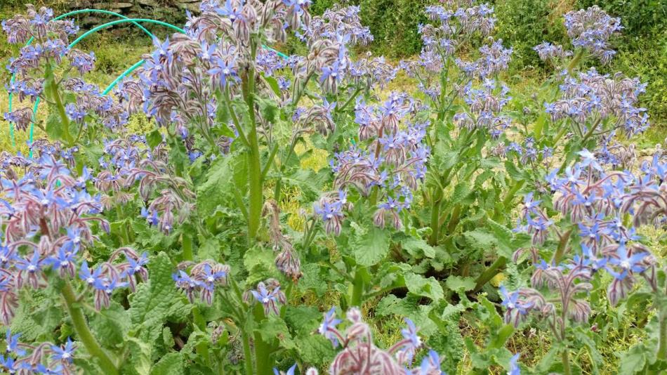 日記 Naturalherb 香草園 ナチュラルハーブ香草園