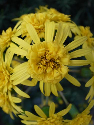 蕗の花　八重