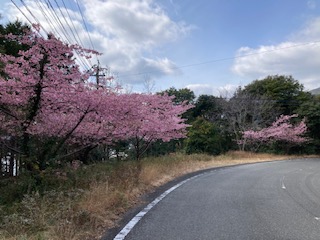 河津桜２月１７日