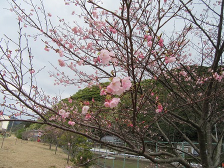 さくら公園