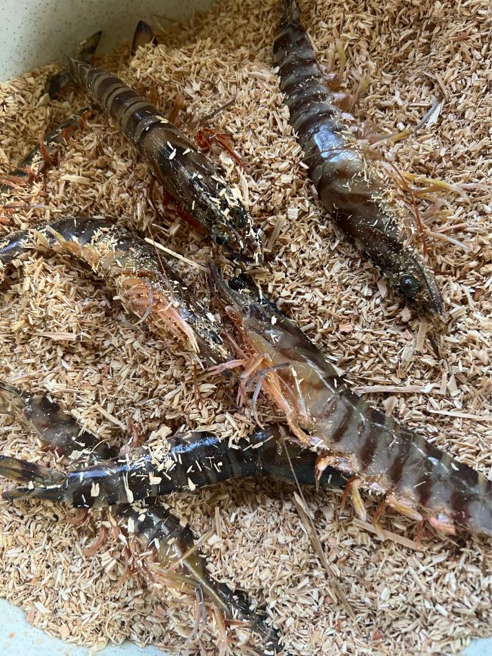 天草市の生き車海老