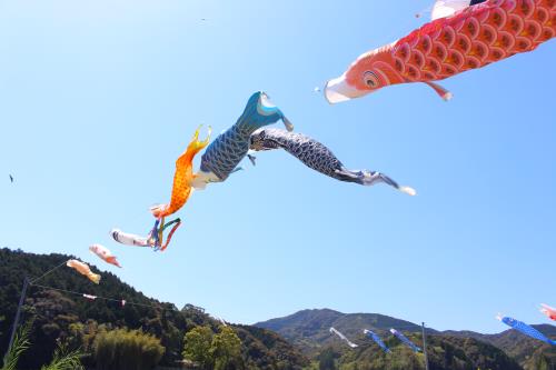 空に映える鯉のぼり