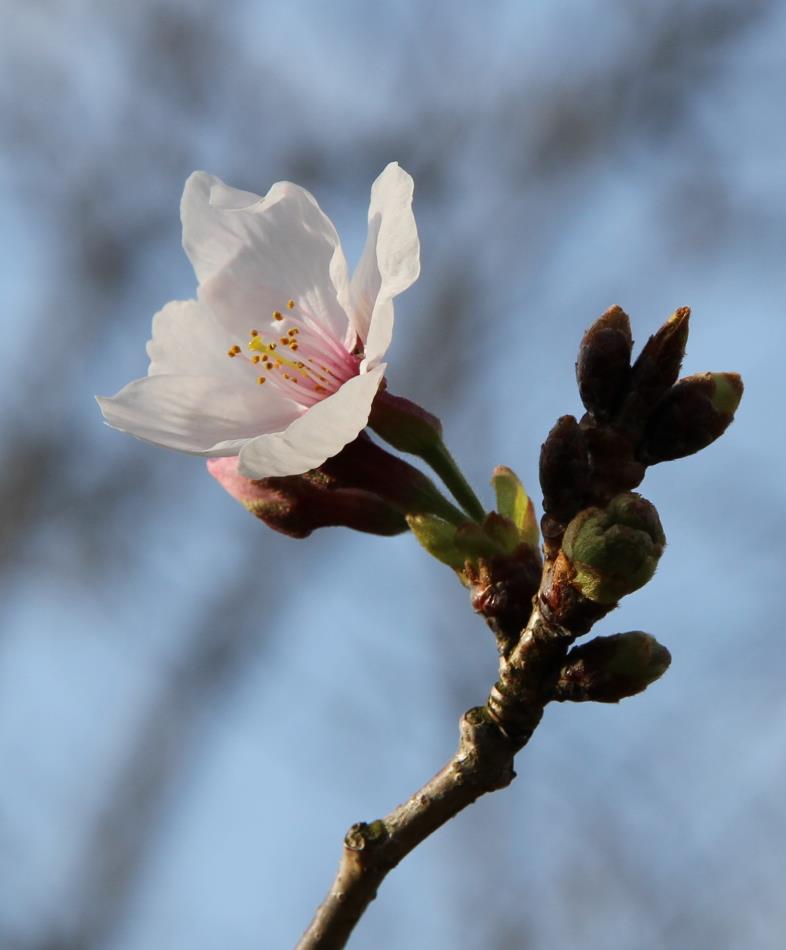 桜