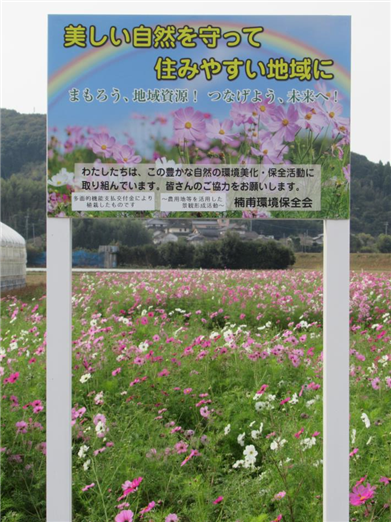 秋桜3
