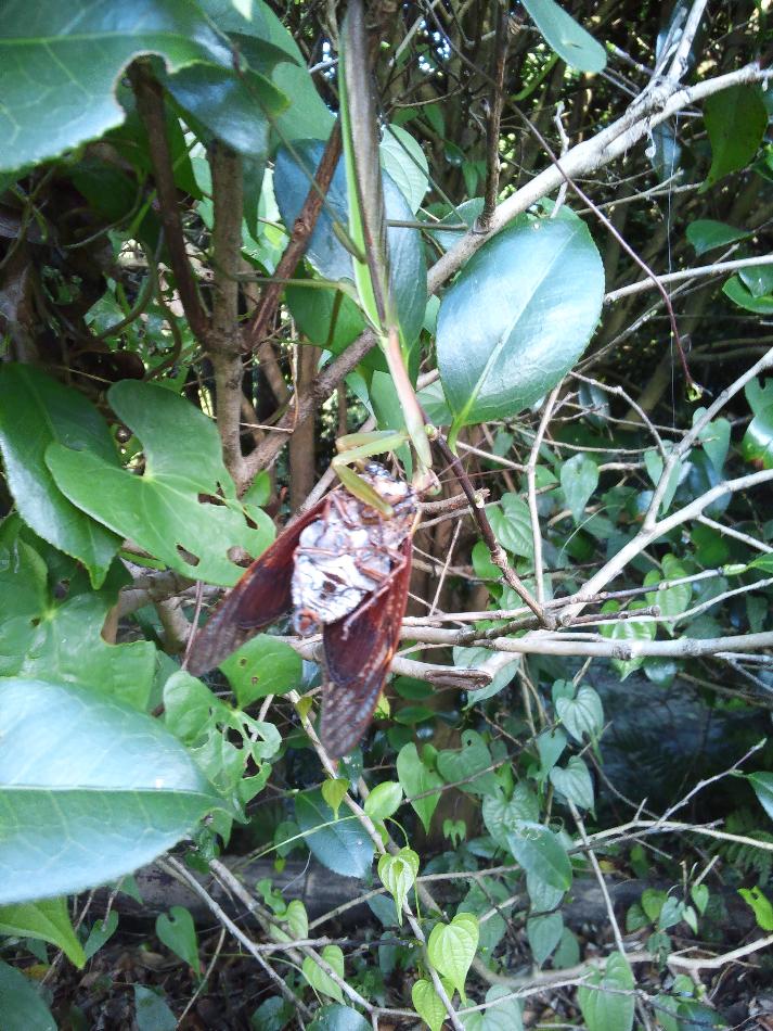 カマキリ