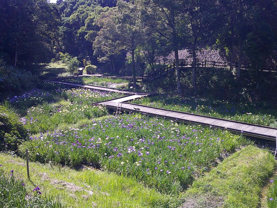 【五分咲き】５月２９日の花菖蒲園2026