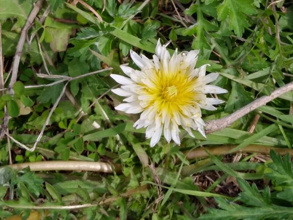 白花たんぽぽ