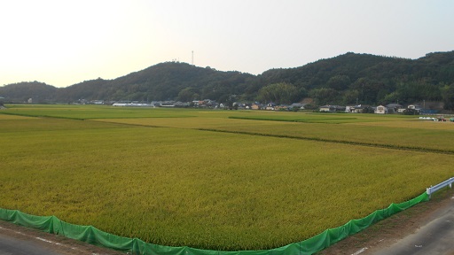 刈る前　２