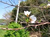 ９月桜咲く