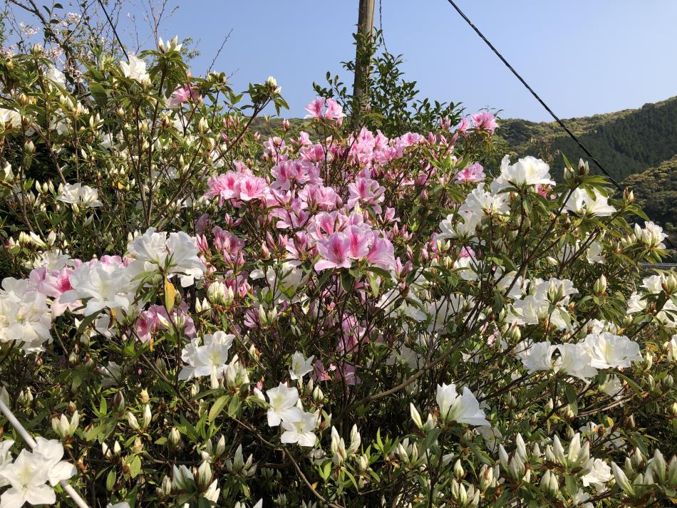つつじ