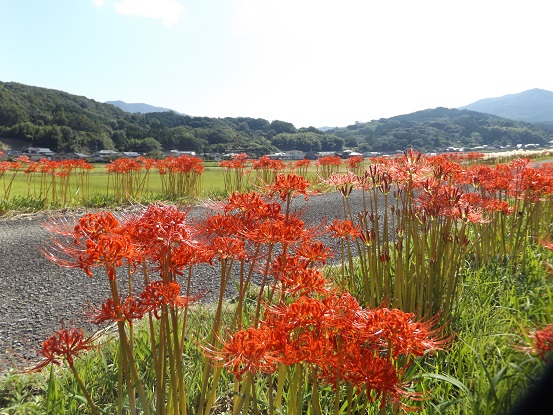 燃え立つばかりの