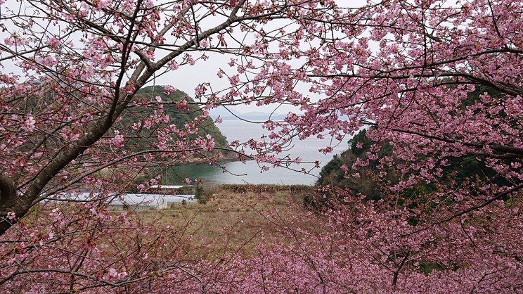 河津桜