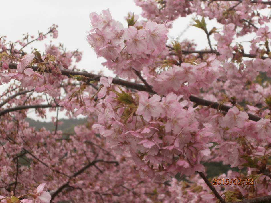河津桜