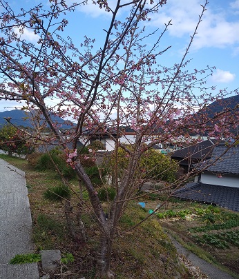 大蓮寺さくら