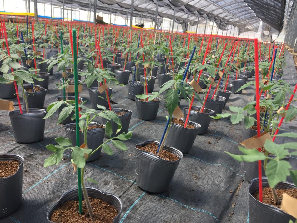 ミニトマトの苗作りはじまる 研修センターからのお知らせ Jaあまくさ農業研修ハウス
