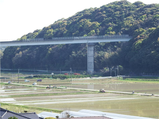 田植え5