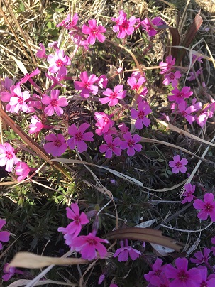 芝桜