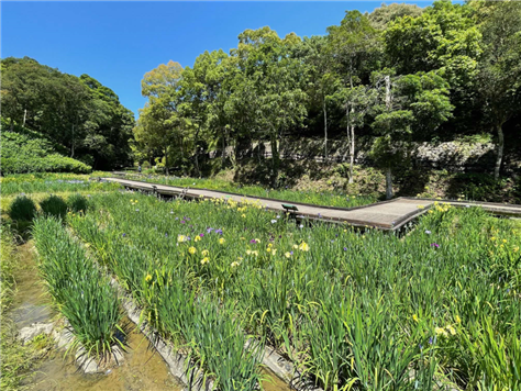 花菖蒲5月24日1