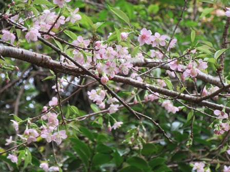 ヒマラヤ桜