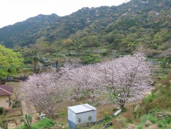 桜