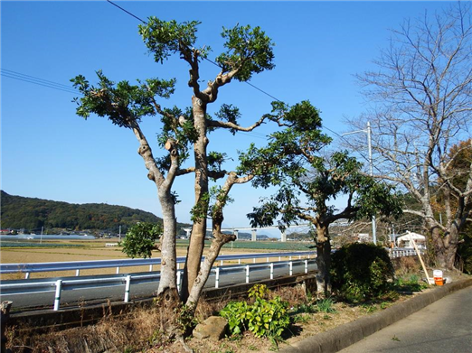 樹1