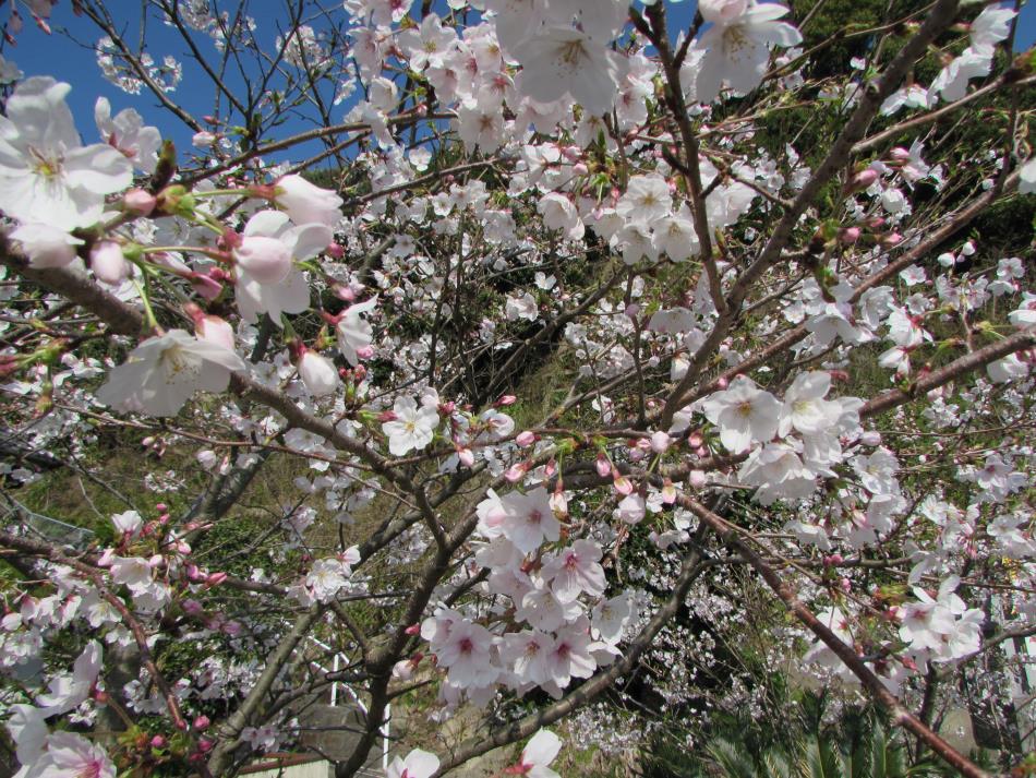 桜（コミセン）