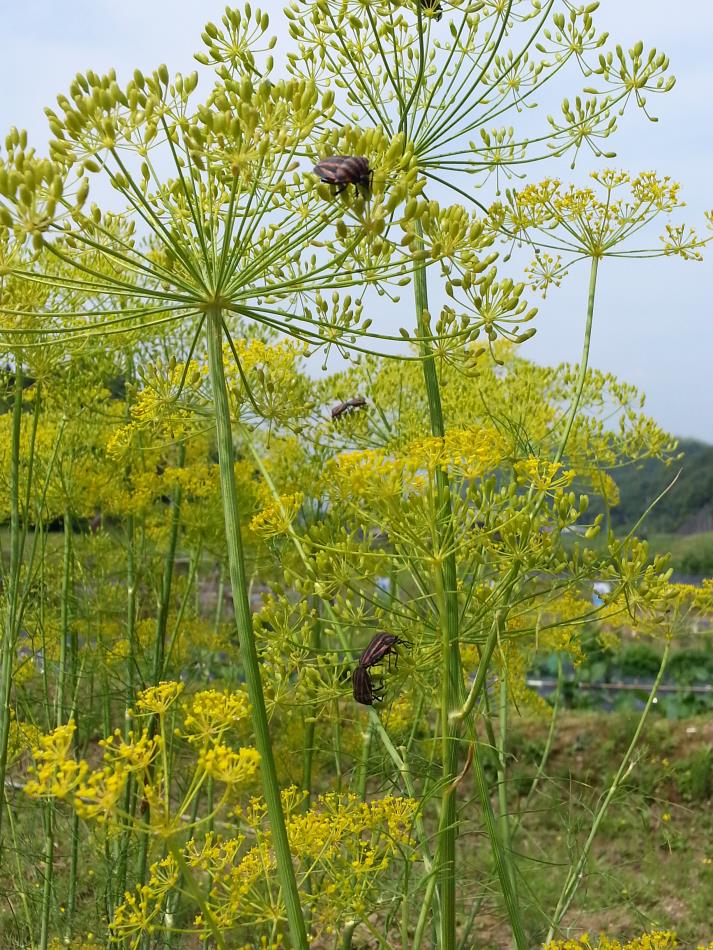 ディルの花とアカスジカメムシ