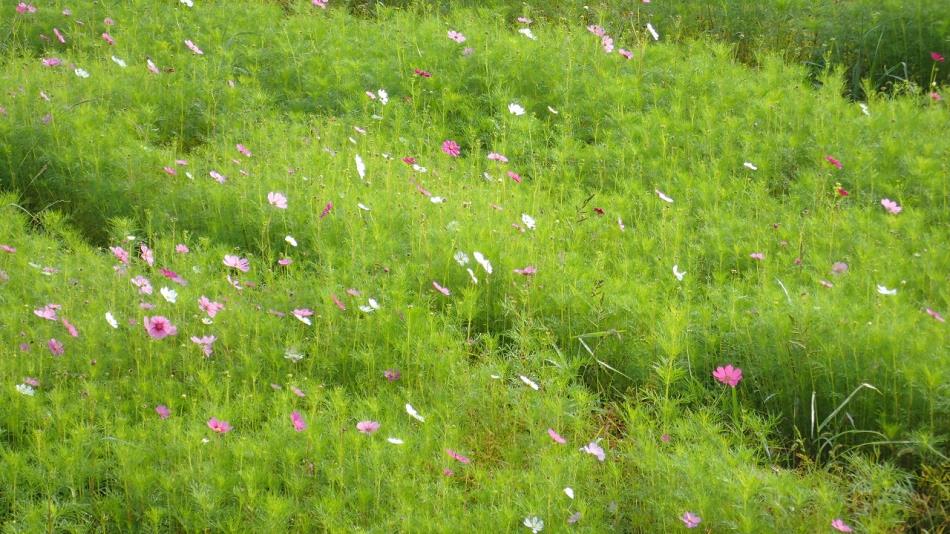 ひまわりの花の摘み取りをしました