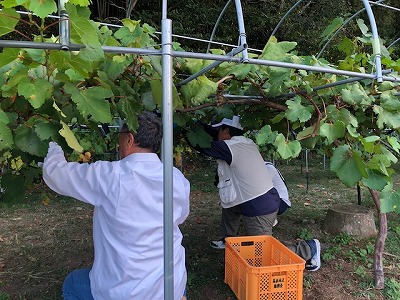 ぶどう収穫（１）