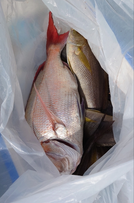 オキアミ五目釣り