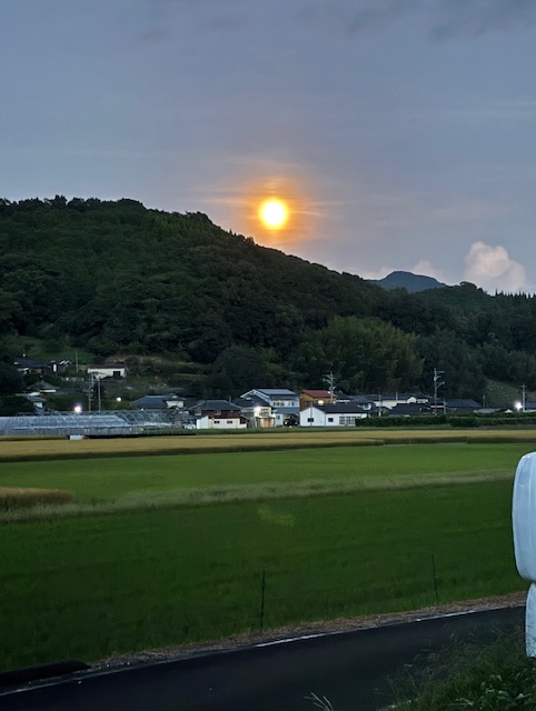ゆうひ