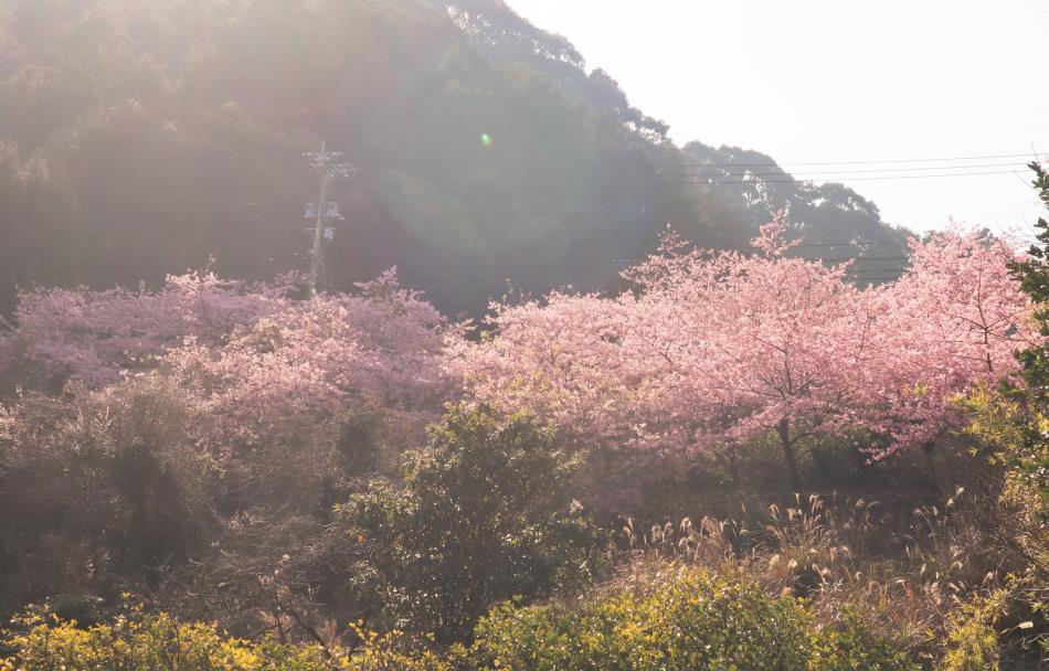 H31河津桜